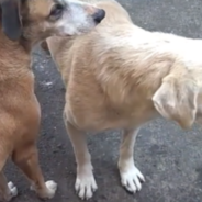 Three-Legged Dog Has An Itch He Can’t Scratch So His Buddy Lends Him A Paw