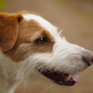 Tiny Jack Russell Terrier Saves Owner From Attacking Black Bear