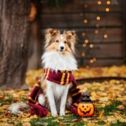 Tips for Creating a Cute, But Safe, Halloween Costume for Your Pup