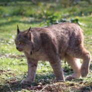 Unusual Black Lynx Seen in Canada is Believed to Be the First of Its Kind