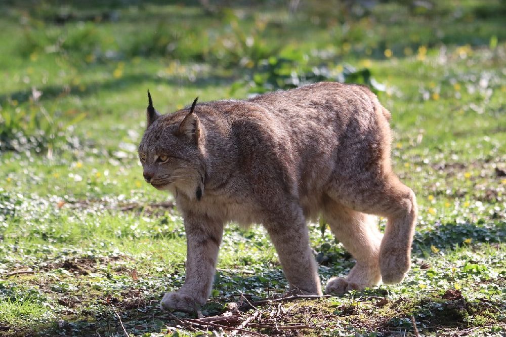 Unusual Black Lynx Seen in Canada is Believed to Be the First of Its ...