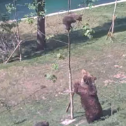 Video Captures Mama Bear Desperately Trying To Rescue Her Cub Stuck In A Tree