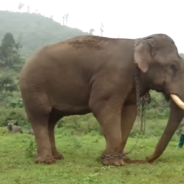 Video Compilation Shows The Moment Animals Are Rescued And Given Their First Taste Of Freedom