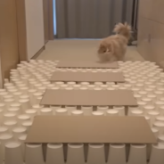 Watch Cats Face-Off In Intense Cat Cup Competition