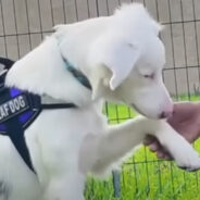 Watch the Touching Story of How a Deaf and Blind Dog Met His Genuinely Loving Human Dad