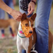 Wearing a Muzzle Should Be Part of Every Dog’s Training!