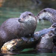 Wetsuits Modeled After Otters? Yup!