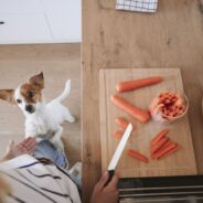 What Foods Are Dangerous for Dogs?