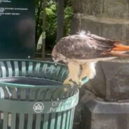 What Happens When A Hawk Sees A Rat In A New York City Trash Can?