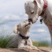 Why Do Dogs Nuzzle? A Dog Mediator Explains