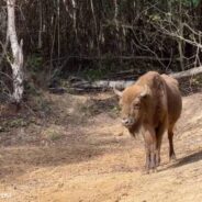 Wild Bison Calf Born in the United Kingdom for First Time in Thousands of Years