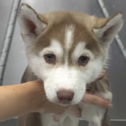 Woman Attempts To Groom An Entire Litter Of Husky Puppies