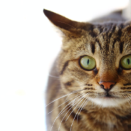 Woman Comes Home From Business Trip And Discovers Contractors Plastered Her Cat Into The Wall