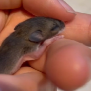 Woman Rescues Baby Mouse From The Claws Of A Chicken And Now They Are Celebrating One Year Together