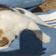 Woman Visits Her Father’s Grave And Is Greeted By A Stray Cat Who Refuses To Leave Her Side