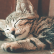 You And Your Kitty Can Enjoy The Sounds Of A Cat’s Purr On Relaxing New Website