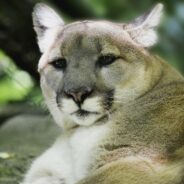 “Young” Mountain Lion in Iowa Turns Out to Be a House Cat