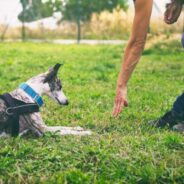 10 Essential Dog-Training Supplies