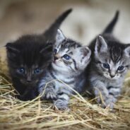 20 Interesting Tidbits You Might Not Know About Cats