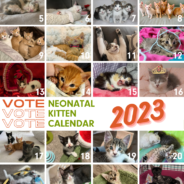 2023 Neonatal Kitten Nursery Calendar Contest!