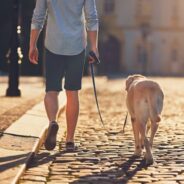 3 Things You Need to Know About Senior Dogs and Exercise