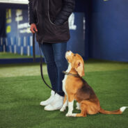 5 Ways Dog Training Facilities Can Make All the Difference