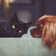 5 Ways to Help Arthritic Dogs and Cats