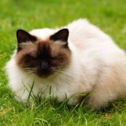 7 Cat Breeds That Don’t Mind Cold Weather