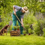 7 herbs that support your senior dog  