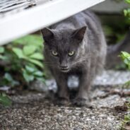 A Cat in North Carolina Has Attacked its Owner After Being Exposed to Rabies