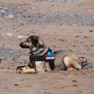 A Visually-Impaired Woman and Her Service Dog Were Forced to Leave a London Hotel After Staff Questioned the Dog’s Credentials