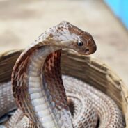 A Young Boy In India Bitten by a Cobra Bites Back to Kill the Venomous Snake