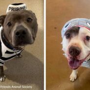 Adoptable Dogs Dress Up For Halloween At Best Friends Sanctuary