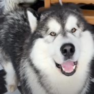 Alaskan Malamute Meets Baby Brother For The Very First Time