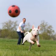 All You Need to Know About Off-Leash Training for Your Dog