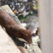 An Unbelievable 40,000 Mink May Be On the Run in Ohio, According to Police