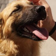 Animal Shelter’s “Operation Wishbone” Gives Homeless Dogs A Family For Thanksgiving