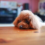 Are Pet Tables the New Kids’ Tables During the Holidays? It’s a Real Thing!