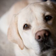 Are There Hearing Aids for Dogs? Help for dogs with hearing loss