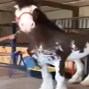 Baby Clydesdale Horse Sees The Sun For The Very First Time And Loves It