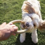 Best Dog Toys for Your Dog’s Personality