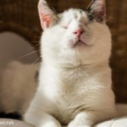 Blind Cat Missing Most Her Teeth Melts Mom’s Heart By Bringing Her A Gift