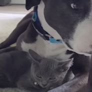 Bold Cat Joins Rescue Pitties On Camping Adventures