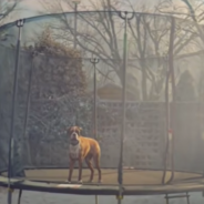 Buster The Trampoline Dog From The Iconic John Lewis Commerical Has Died