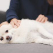 Can Tui Na help your dog or cat live longer