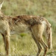 Can You Spot The Coyote Staring Right At You In Photo From Texas State Park?