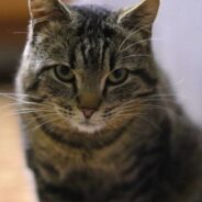 Cat’s Reaction To Dad Taking Her Favorite Spot On The Couch Is Priceless