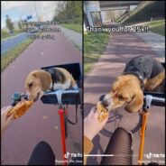 Cheeky Beagle Steals Bite of Croissant on Bike Ride Caught in Viral TikTok Video