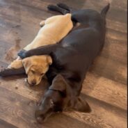 Chocolate Lab with Separation Anxiety Cuddles with Sweet Puppy for Comfort on TikTok