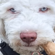 Clever Deaf Puppy Learns Sign Language In Just 8 Weeks